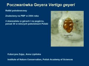 Poczwarwka Geyera Vertigo geyeri Relikt polodowcowy Znaleziony na