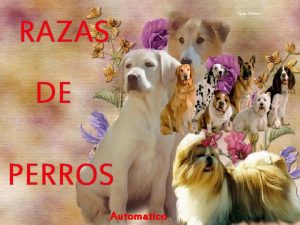 Ppsx Helen RAZAS DE PERROS Automatico Es dificil