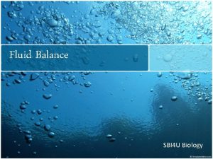 Fluid Balance SBI 4 U Biology The importance