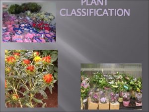 PLANT CLASSIFICATION PLANT CLASSIFICATION a means of grouping