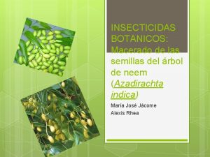 INSECTICIDAS BOTANICOS Macerado de las semillas del rbol