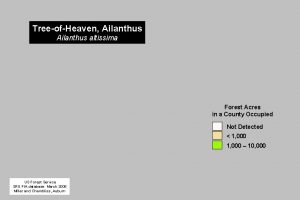 TreeofHeaven Ailanthus altissima Forest Acres in a County