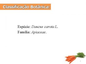 Classificao Botnica Espcie Daucus carota L Famlia Apiaceae