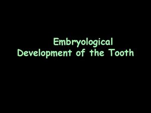 Embryological Development of the Tooth Three Stages Bud