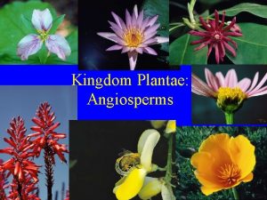 Kingdom Plantae Angiosperms Angiosperms Phylum Anthophyta Largest group