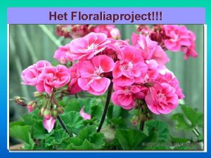 Het Floraliaproject Afd Walcheren De Geranium Pelargonium Vaste