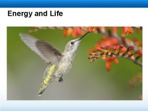 Energy and Life Heterotrophs and Autotrophs Organisms that