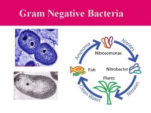 Gram Negative Bacteria Differences Between Gram Positive and