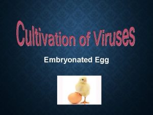 Embryonated Egg VIRUSES Viruses do not fall in