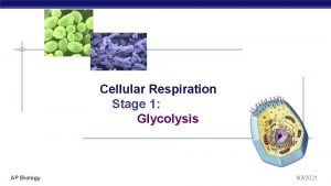 Cellular Respiration Stage 1 Glycolysis AP Biology 932021