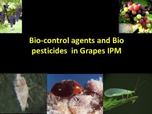 Biocontrol agents and Bio pesticides in Grapes IPM