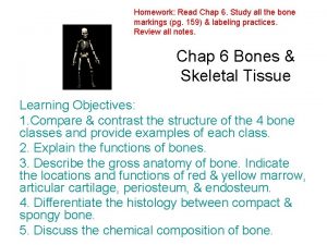 Homework Read Chap 6 Study all the bone