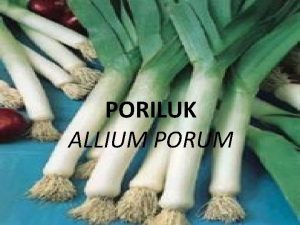 PORILUK ALLIUM PORUM GEN CENTAR sredozemlje UPORABA visoko