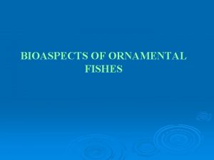 BIOASPECTS OF ORNAMENTAL FISHES ROSY BARB ROSY BARB