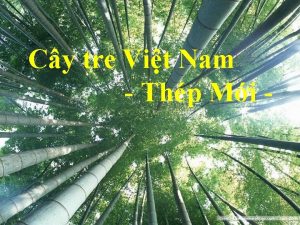 Cy tre Vit Nam Thp Mi Kim tra