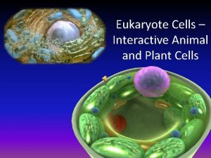 Eukaryote Cells Interactive Animal and Plant Cells Organism
