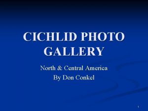 CICHLID PHOTO GALLERY North Central America By Don