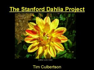 The Stanford Dahlia Project Dahlia Lirio Vario Tim