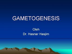 GAMETOGENESIS Oleh Dr Hasnar Hasjim Yaitu perubahan morfologi