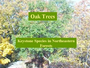 Oak Trees Keystone Species in Northeastern Forests Keystone