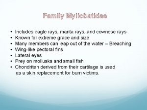Family Myliobatidae Includes eagle rays manta rays and