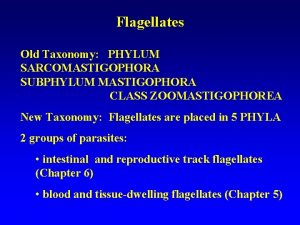 Flagellates Old Taxonomy PHYLUM SARCOMASTIGOPHORA SUBPHYLUM MASTIGOPHORA CLASS