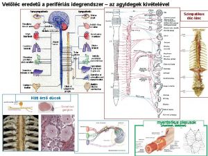 Vellc eredet a perifris idegrendszer az agyidegek kivtelvel