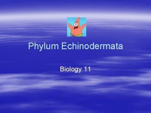 Phylum Echinodermata Biology 11 Definition Echino spiny dermis
