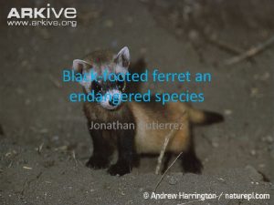 Blackfooted ferret an endangered species Jonathan Gutierrez hey