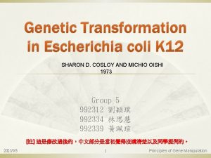 Genetic Transformation in Escherichia coli K 12 SHARON