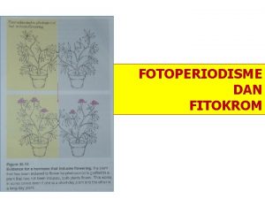 FOTOPERIODISME DAN FITOKROM Fitokrom Adalah fotoreseptor yaitu pigmen