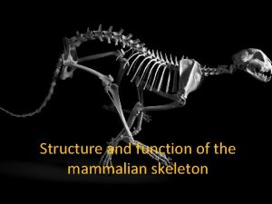 Structure and function of the mammalian skeleton Todays