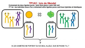 TP 1 A 2 lois de Mendel Croisement