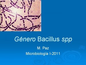 Gnero Bacillus spp M Paz Microbiologa I2011 Caractersticas