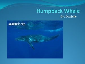 Humpback Whale By Danielle Biome Humpback whales live