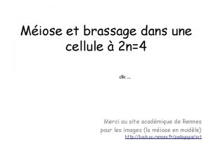 Miose et brassage dans une cellule 2 n4