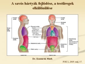 A savs hrtyk fejldse a testregek elklnlse Dr