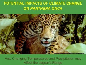 POTENTIAL IMPACTS OF CLIMATE CHANGE ON PANTHERA ONCA