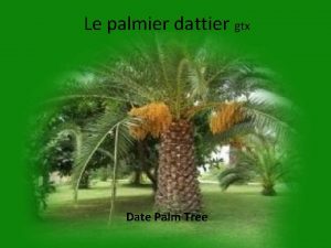 Le palmier dattier gtx Date Palm Tree Les