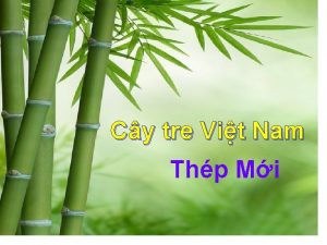 Cy tre Vit Nam Thp Mi TIT 108