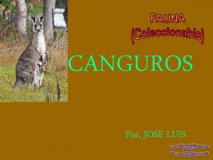 CANGUROS Por JOSE LUIS El trmino canguro es