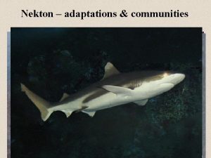 Nekton adaptations communities Defense and Camouflage Large size