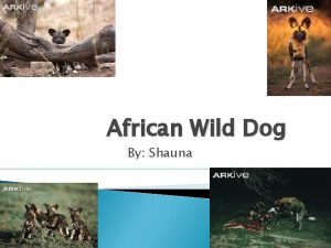 African Wild Dog By Shauna Habitat It is