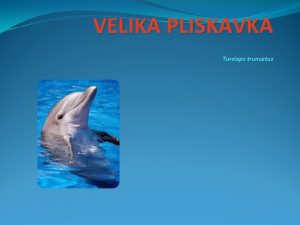 VELIKA PLISKAVKA Tursiops truncatus TRUP najveji kljunati delfin