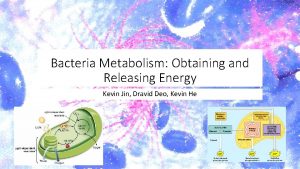 Bacteria Metabolism Obtaining and Releasing Energy Kevin Jin