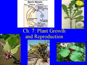 Ch 7 Plant Growth and Reproduction Pollination Why