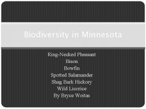 Biodiversity in Minnesota RingNecked Pheasant Bison Bowfin Spotted