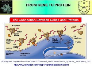 FROM GENE TO PROTEIN The Connection Between Genes