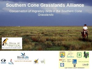 Southern Cone Grasslands Alliance Conservation of migratory birds