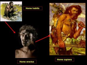 Homo habilis Homo erectus Homo sapiens Migrated from